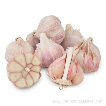 Factory Supply Hardneck Toch Garlic Vegetables